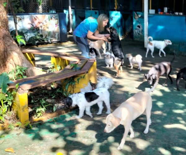 Cãotinho da Tia Lu Santos SP