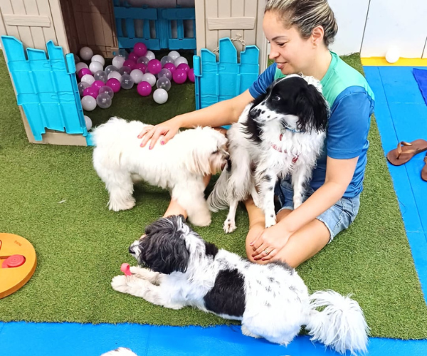 Cãotinho da Tia Lu Santos SP