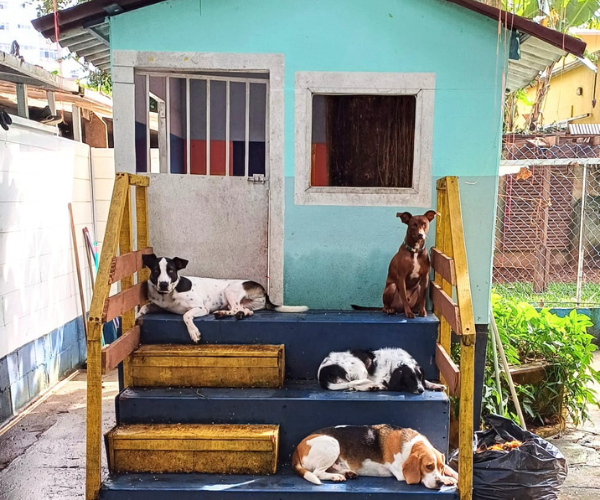 Cãotinho da Tia Lu Santos SP